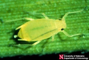 cereal aphid