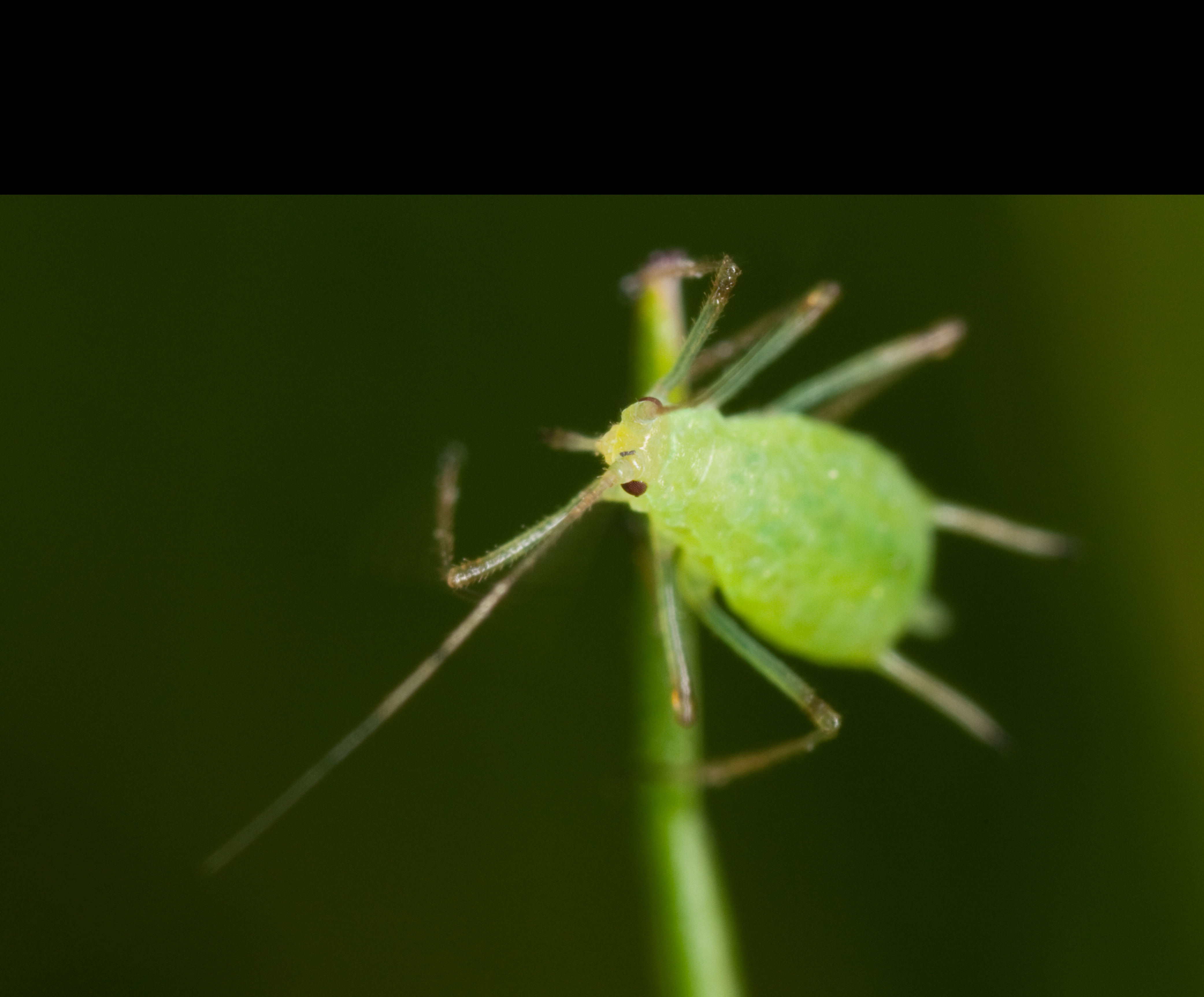 aphid hero