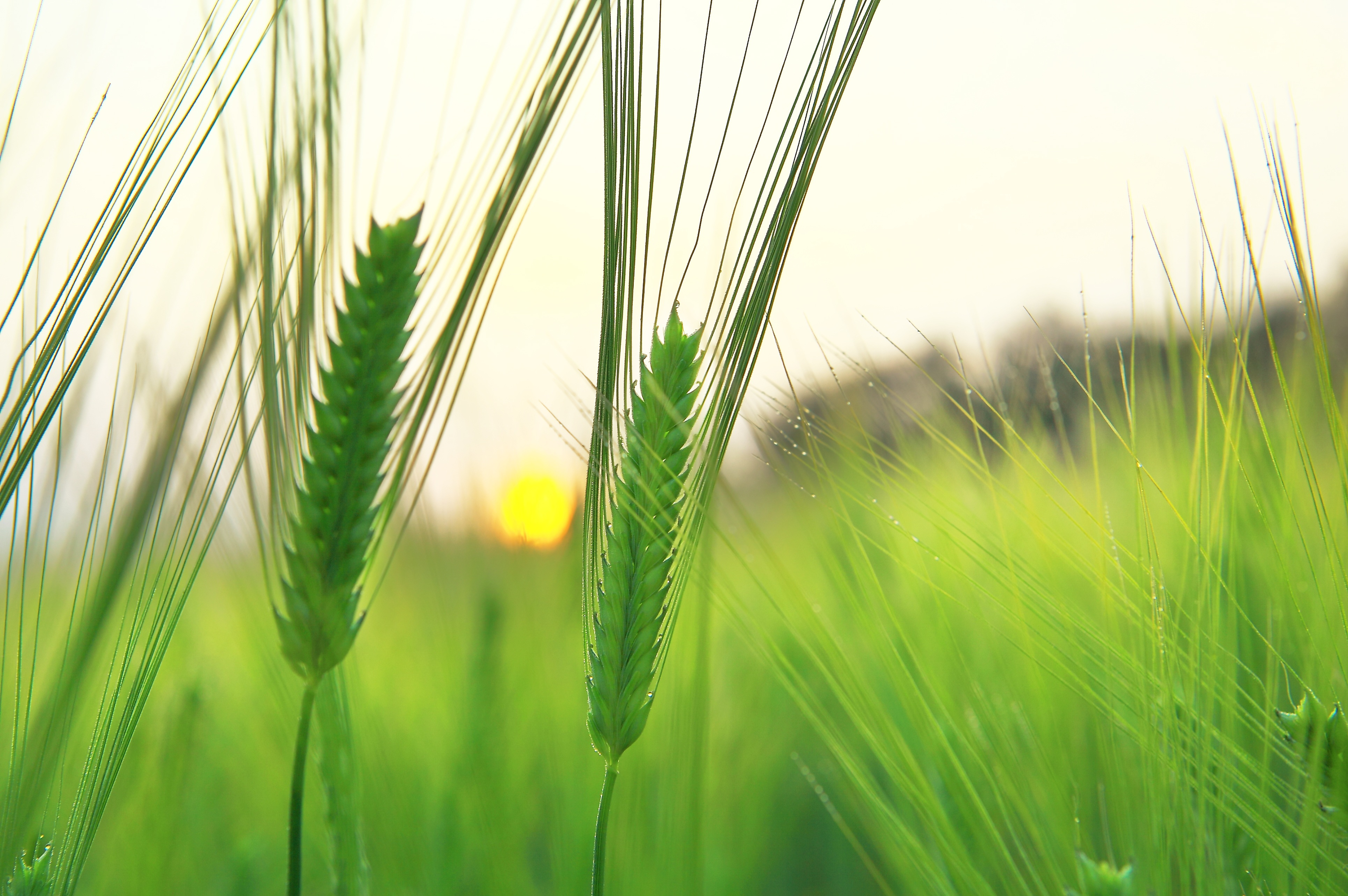 barley field