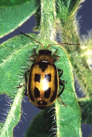 bean leaf beetle