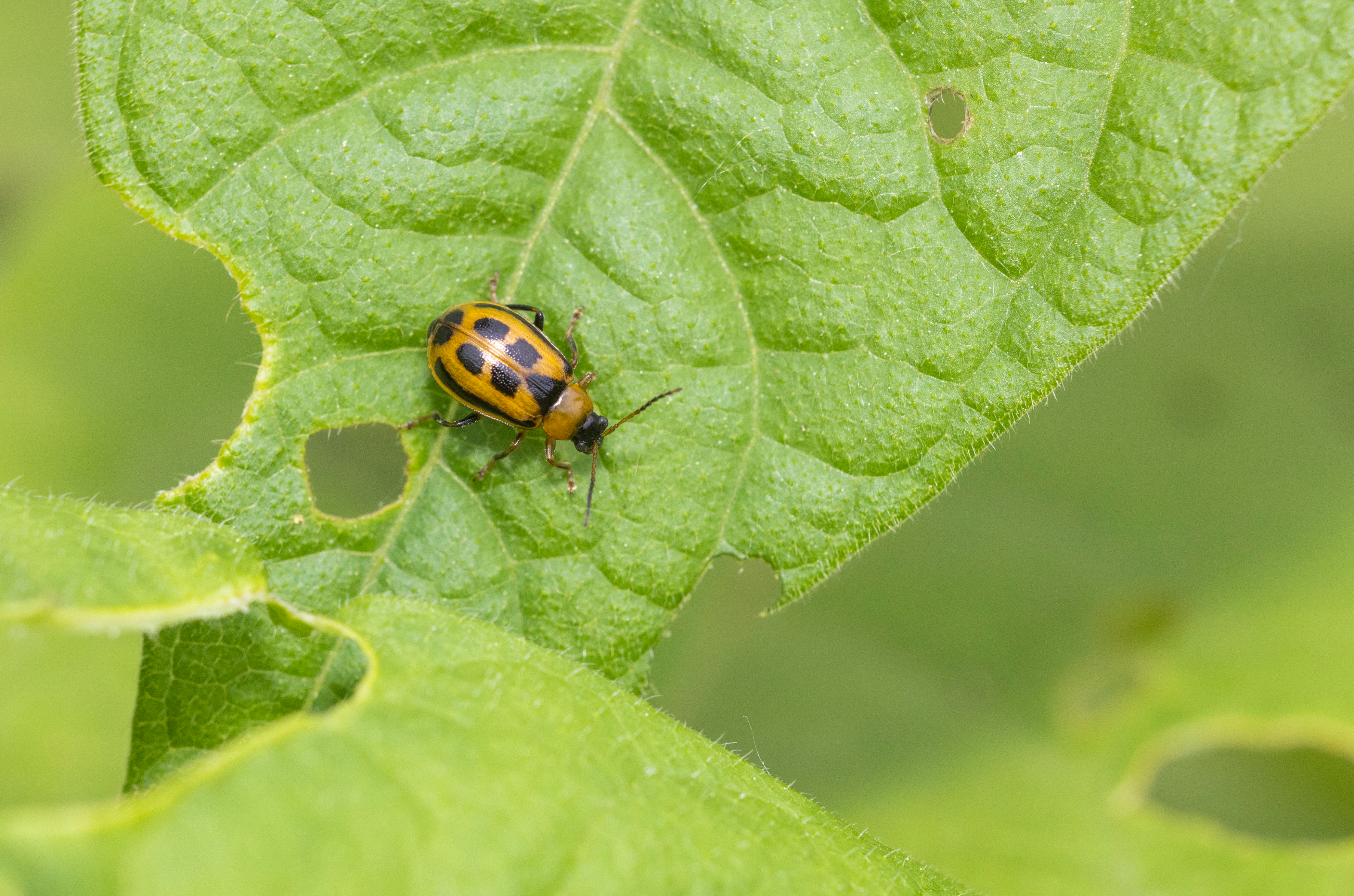 bean leaf beetle on leaf