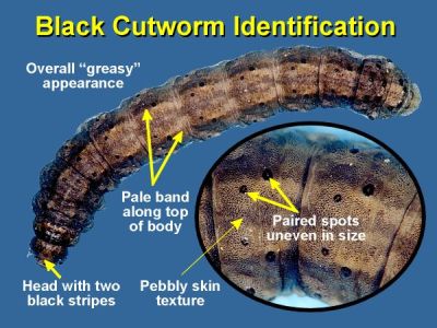 black cutworm identification graphic