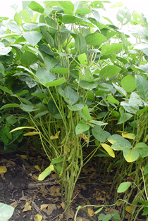 Brown spot on soybean