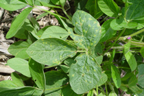 brown spots on soybean