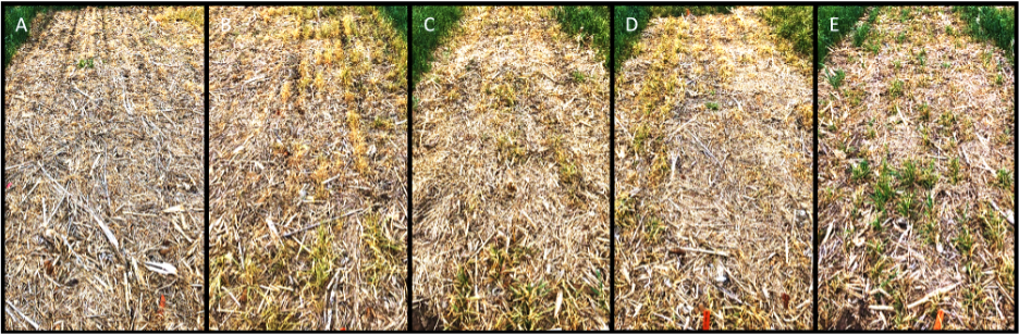 image showing cereal rye terminated 15 days before planting soybean using 5 different herbicides.