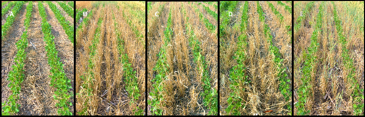 image showing cereal rye terminated 15 days after soybean planting with 5 different herbicides.