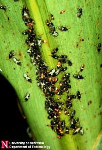 chinch bugs on leaf