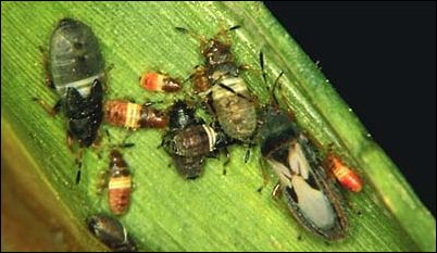 chinch bugs on stem