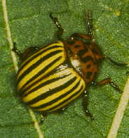 colorado potato beetle on leaf