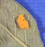 colorado potato beetle eggs
