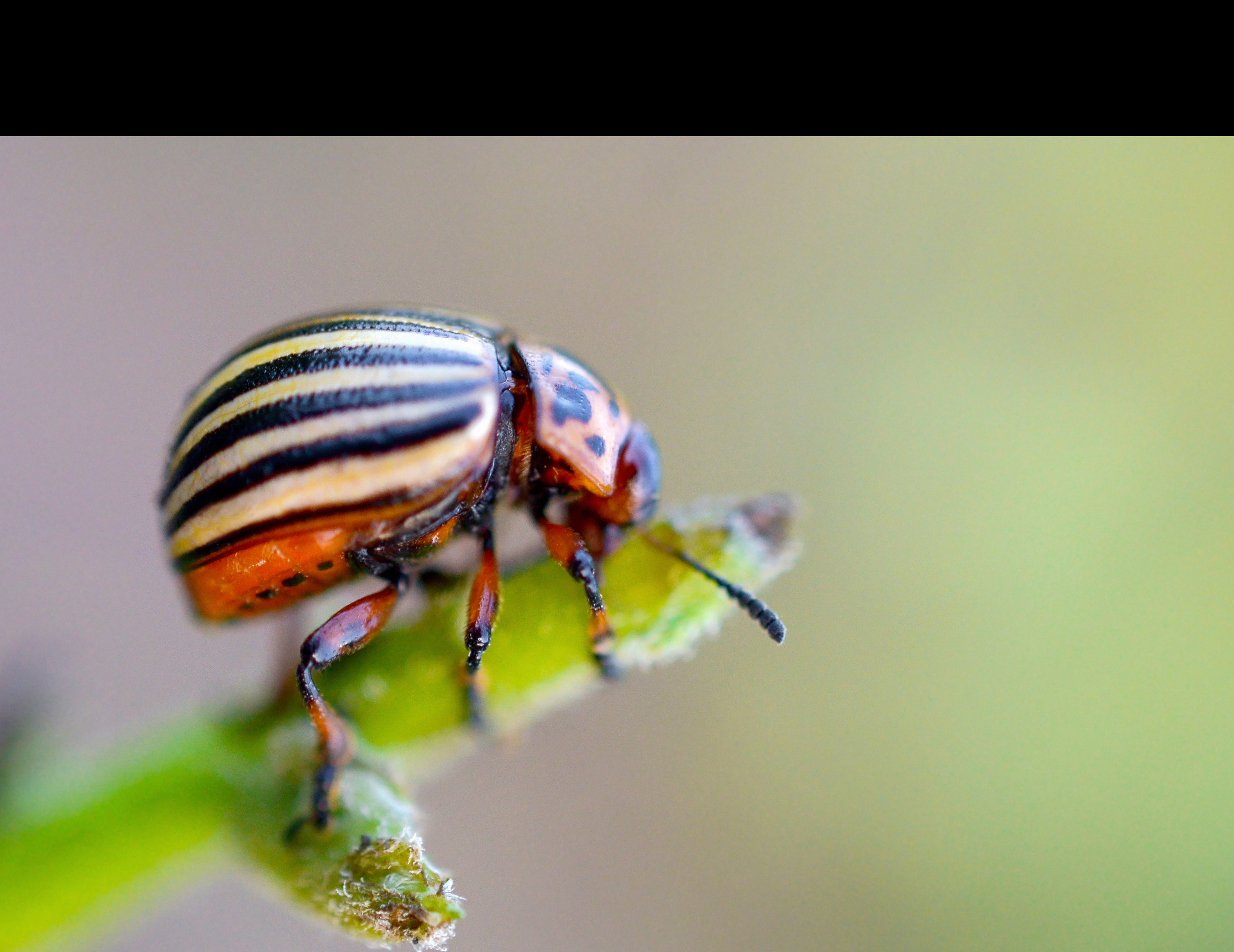 colorado potato beetle on stem