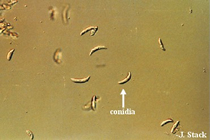 conidia in corn