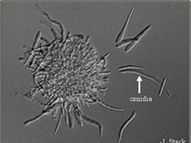 conidia fungal structure