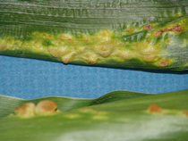 Corn smut on leaves