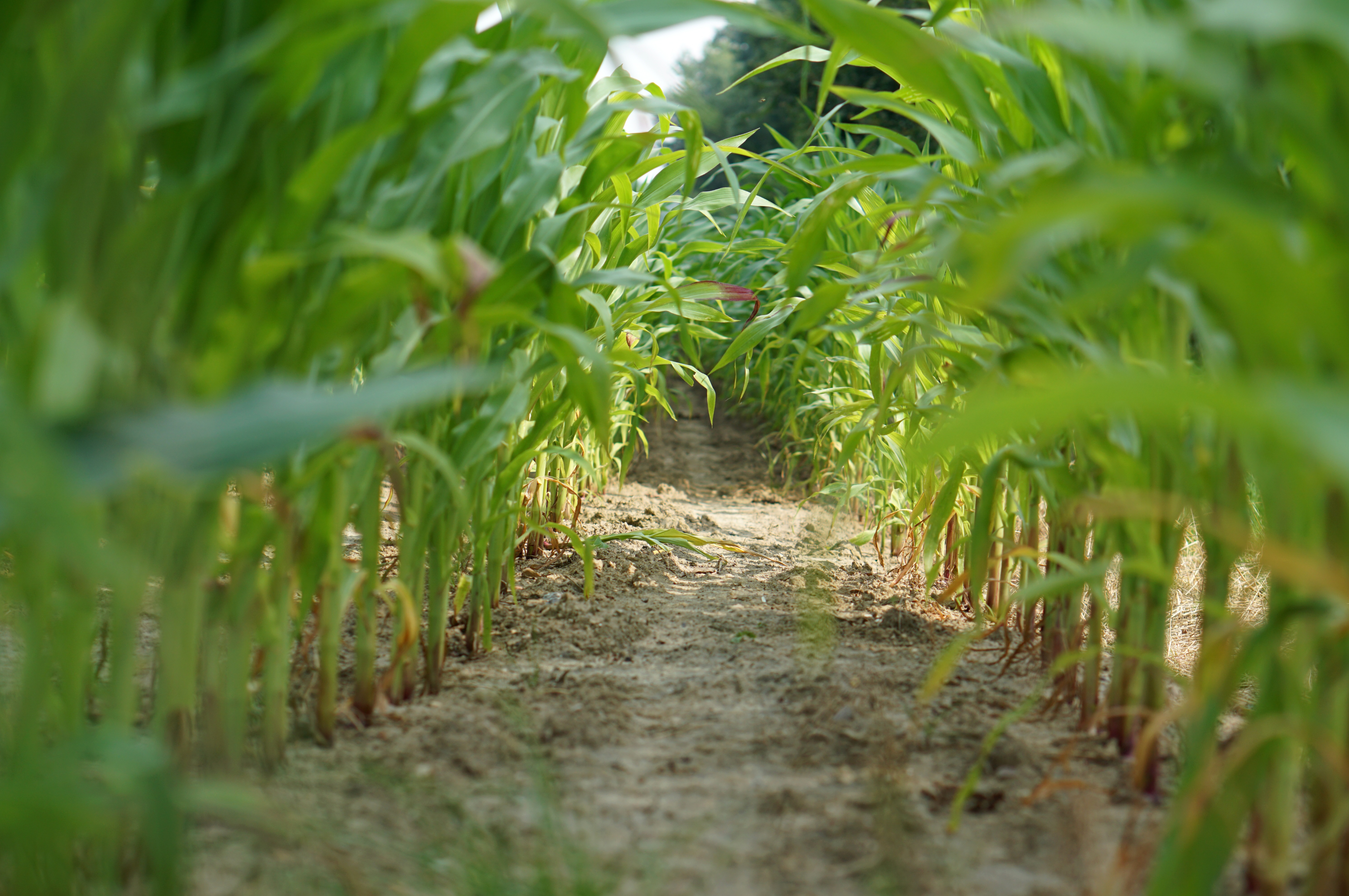 corn field hero