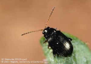 corn flea beetle