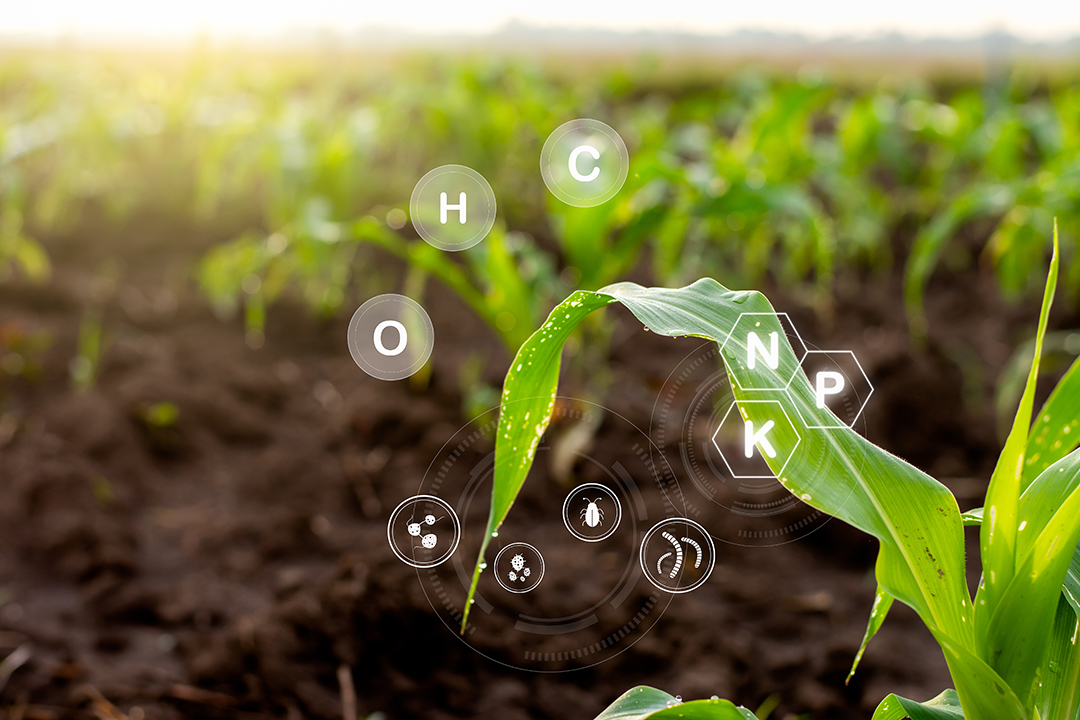 Young corn plant in field with digital nutrient icons showing N, P, K and soil elements overlayed above leaves.