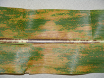 Physoderma-infected corn leaf