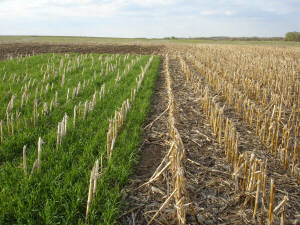 corn residue cover crop