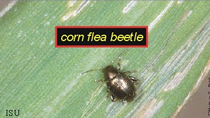 corn flea beetle