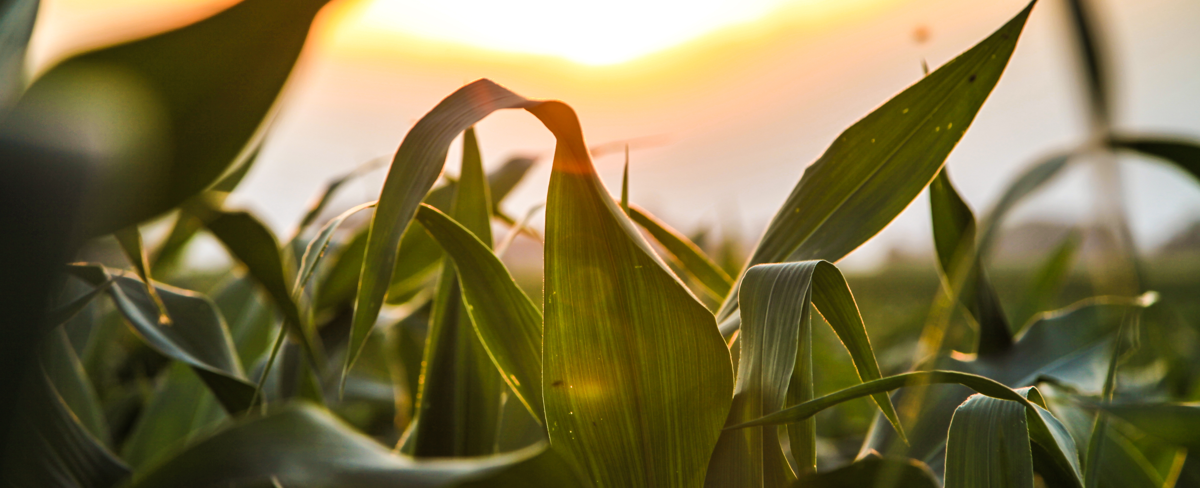 Corn field at sunset