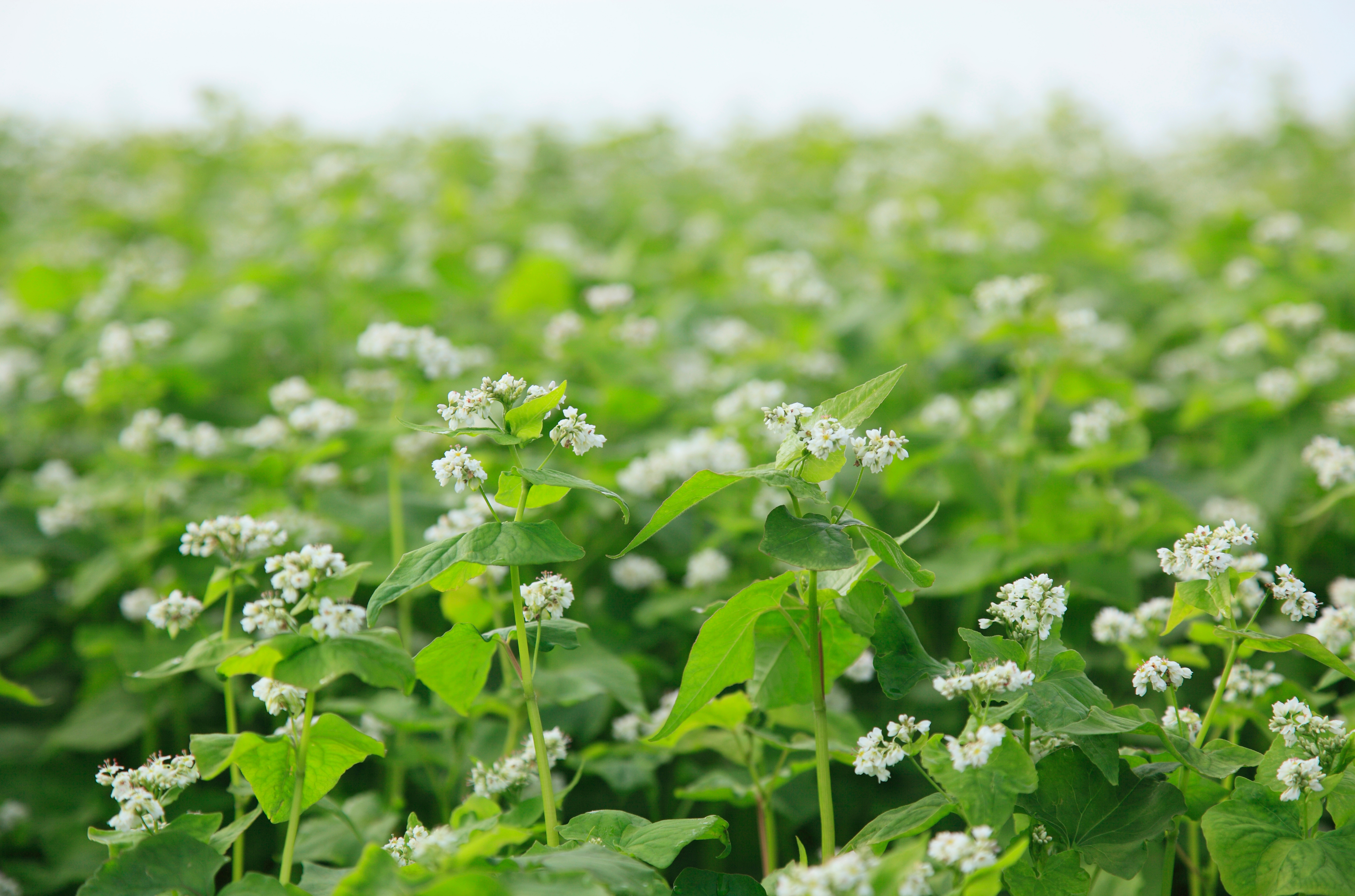 buckwheat field