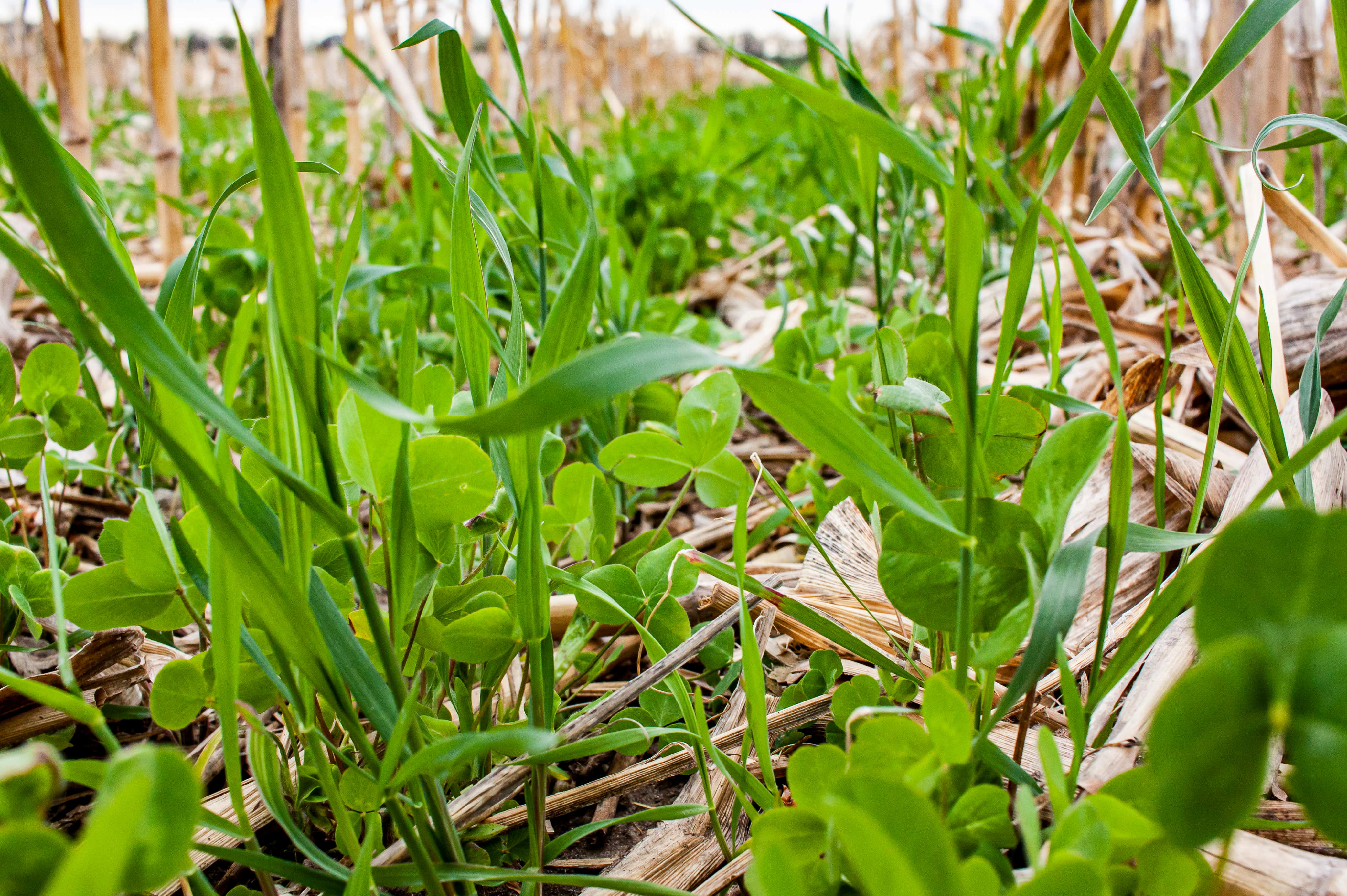 clover cover crop in corn residue