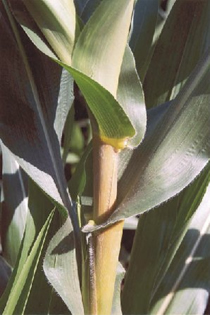 corn stem discoloration