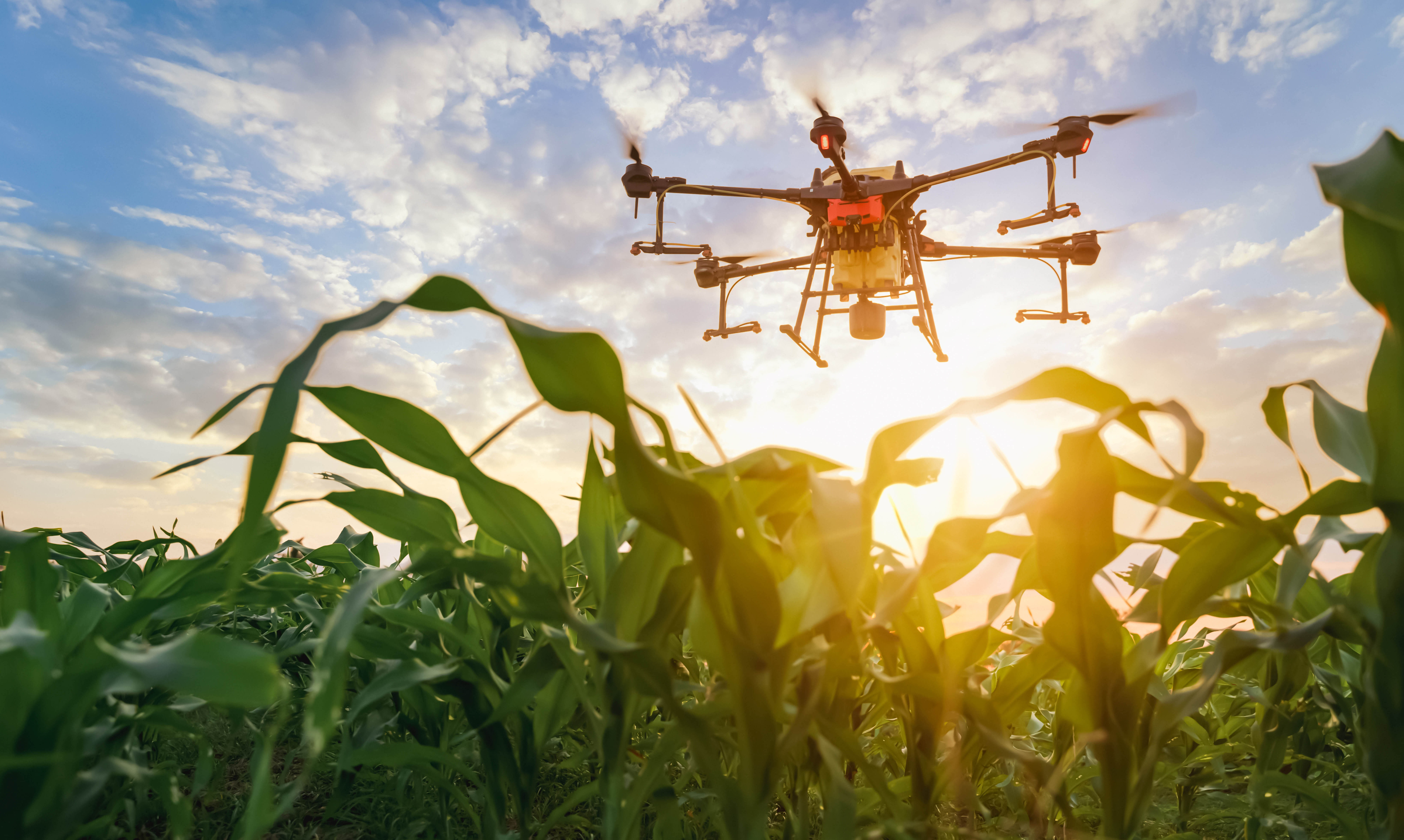 spray drone flying over corn field at sunset