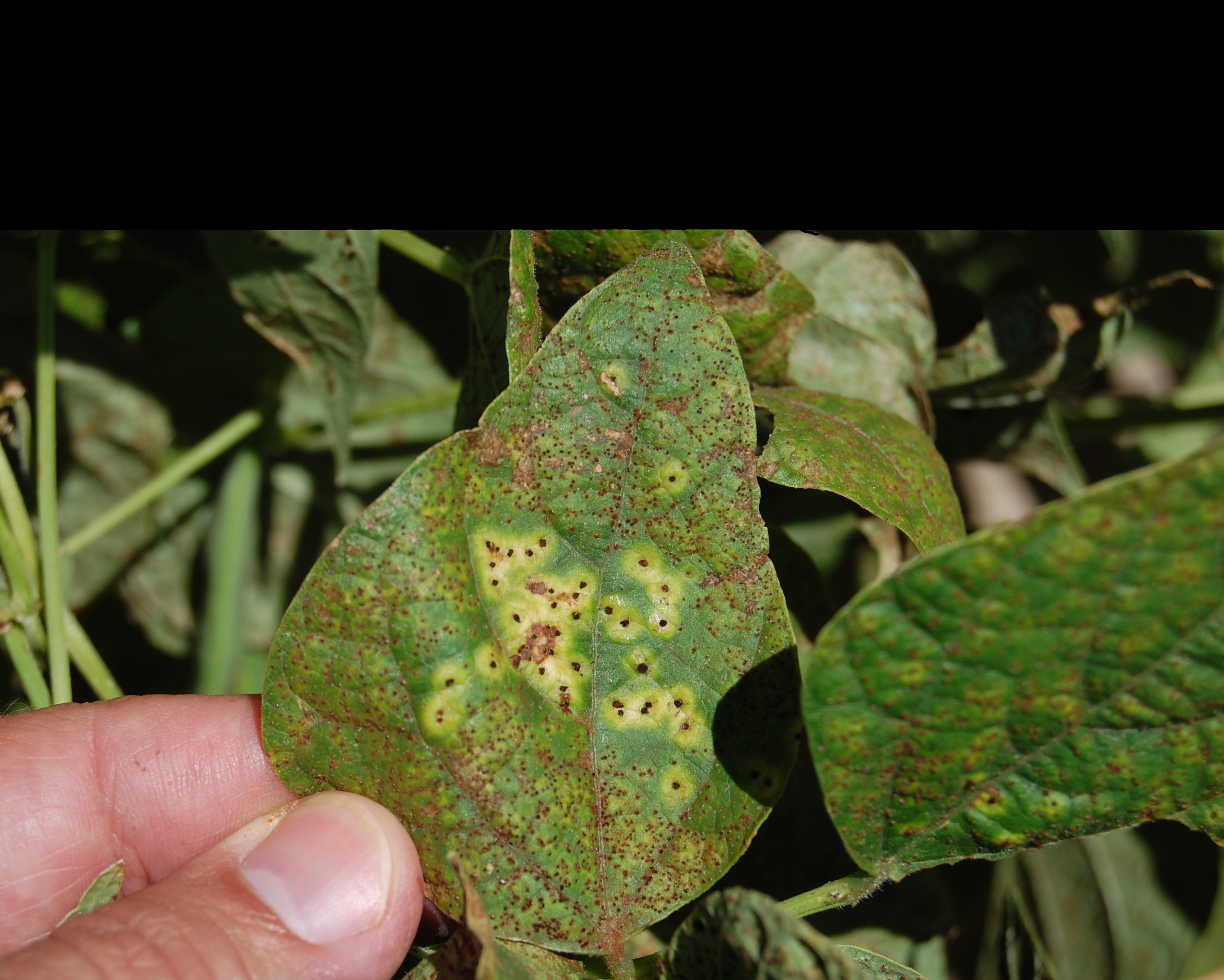 dry bean rust