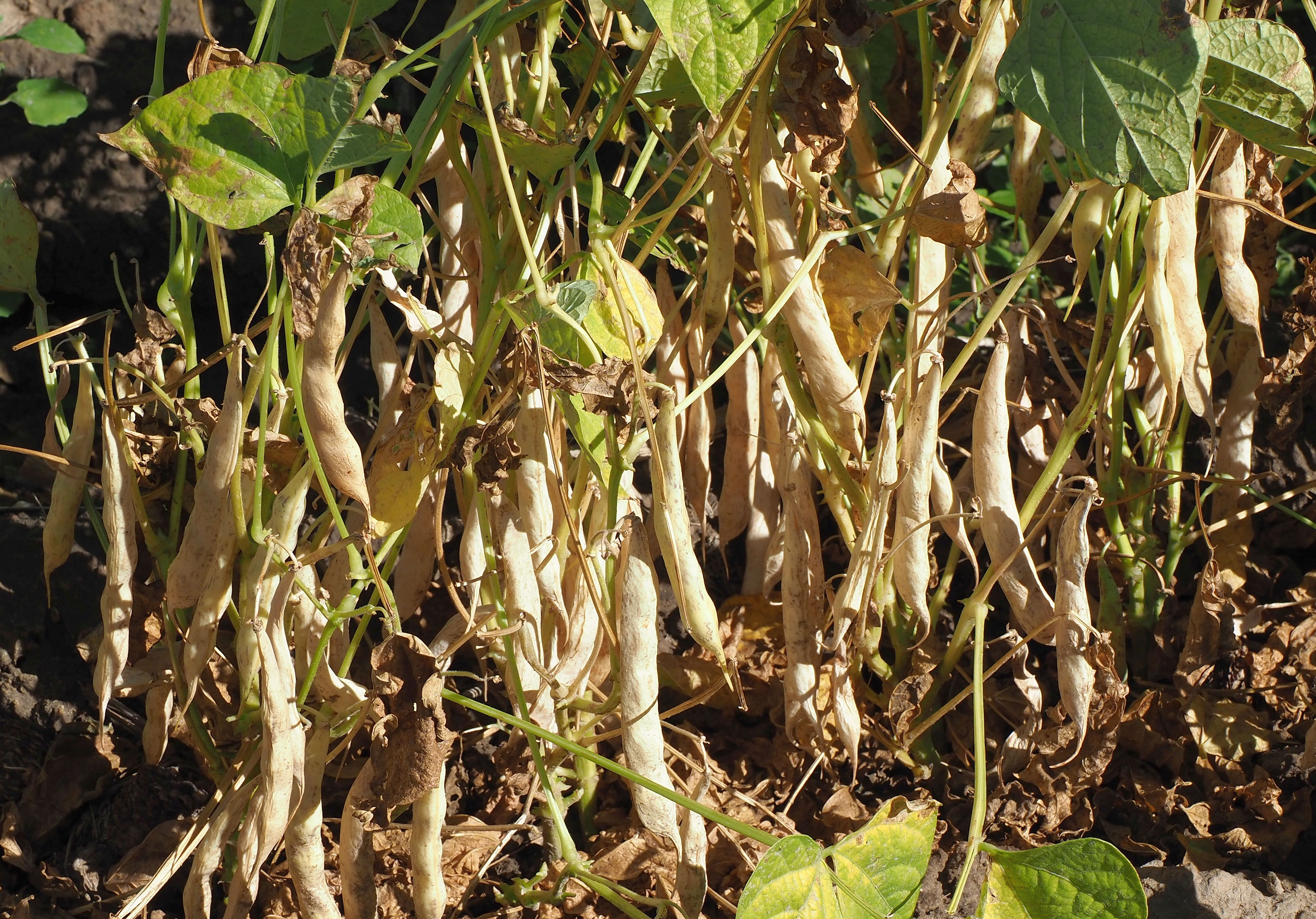 Mature dry beans