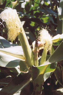 Bacterial stalk rot on corn ear leaves