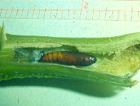 european corn borer larvae