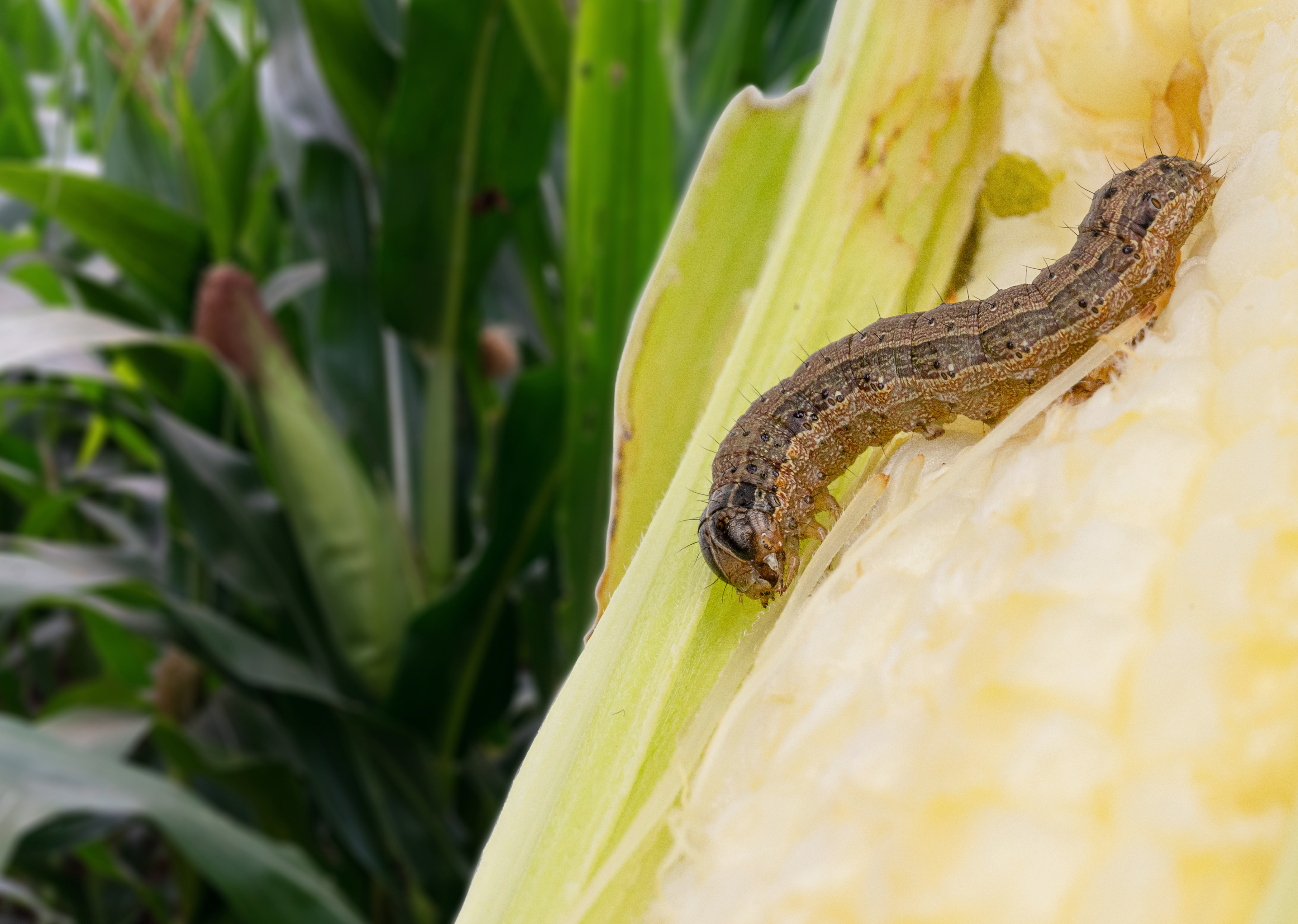 fall armyworm on ear of corn