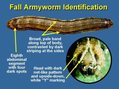 fall armyworm identification graphic