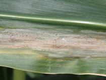 goss's wilt freckles