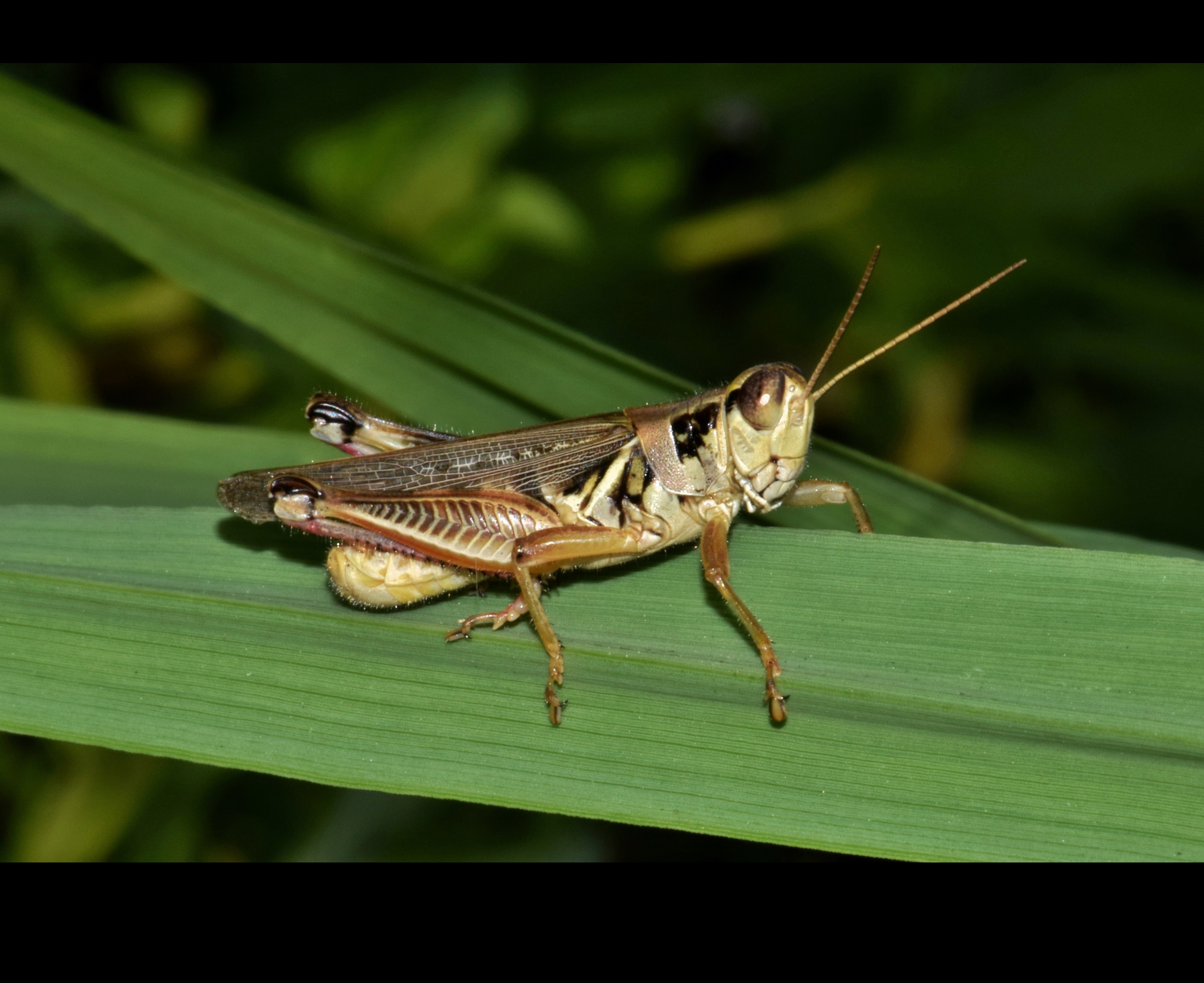 grasshopper on plant leaf