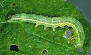 green cloverworm on leaf