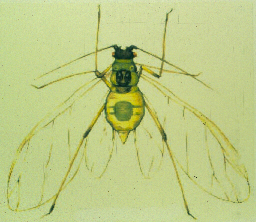 green peach aphid adult