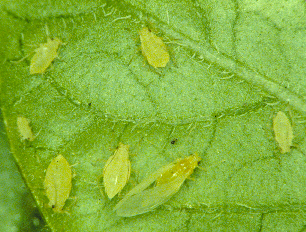 green peach aphid nymphs