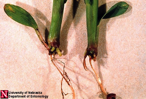 plant root with grub damage