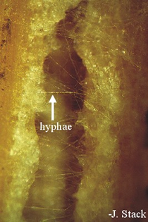 hyphae on corn