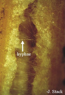 Hyphae on corn