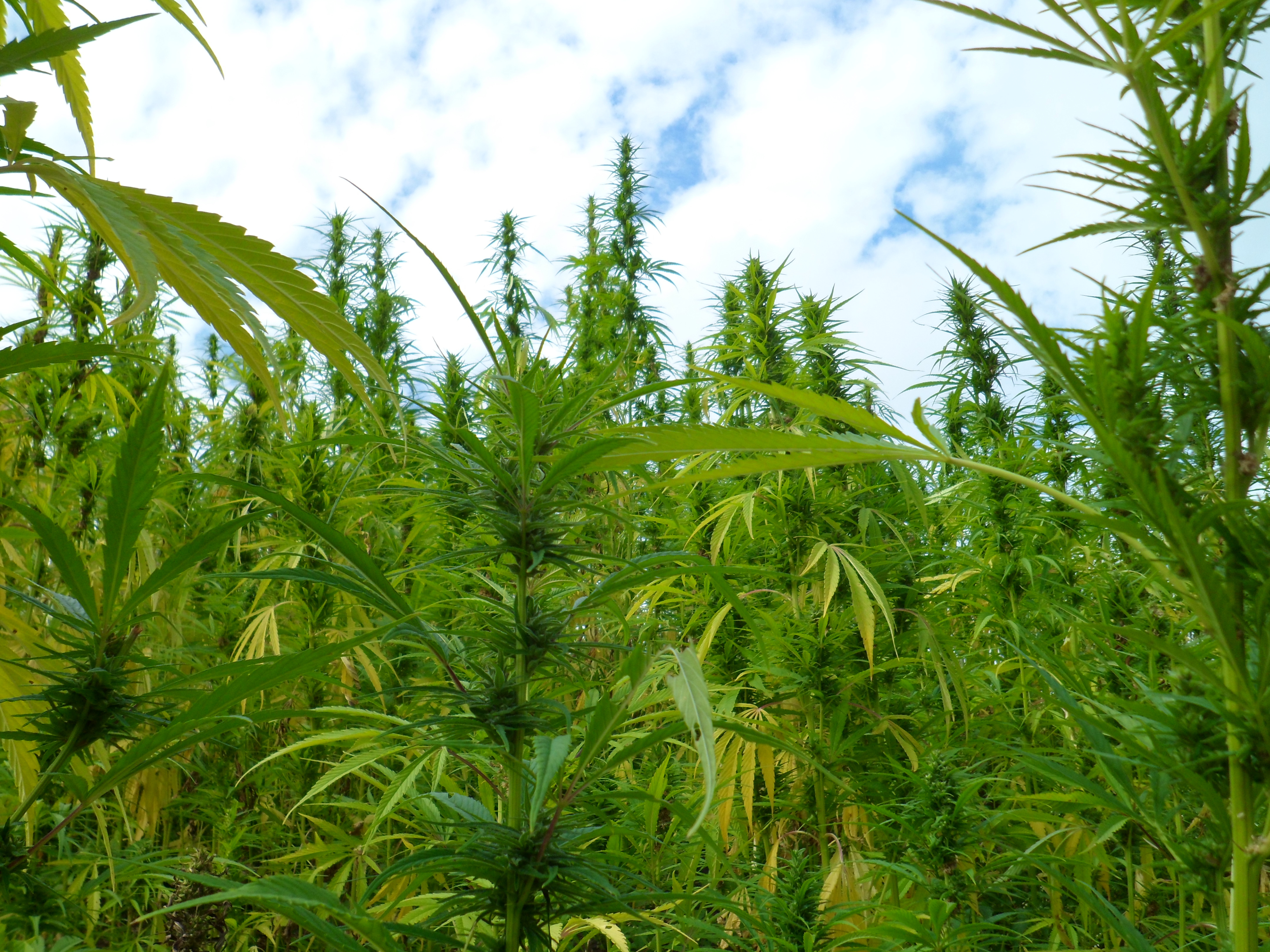 industrial hemp field