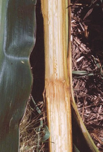 internal discoloration and soft slimy rot in corn stalk