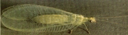 lacewing adult