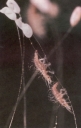 lacewing larvae
