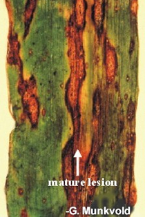 mature lesions in corn