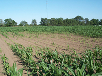 nematode patchy damage in field