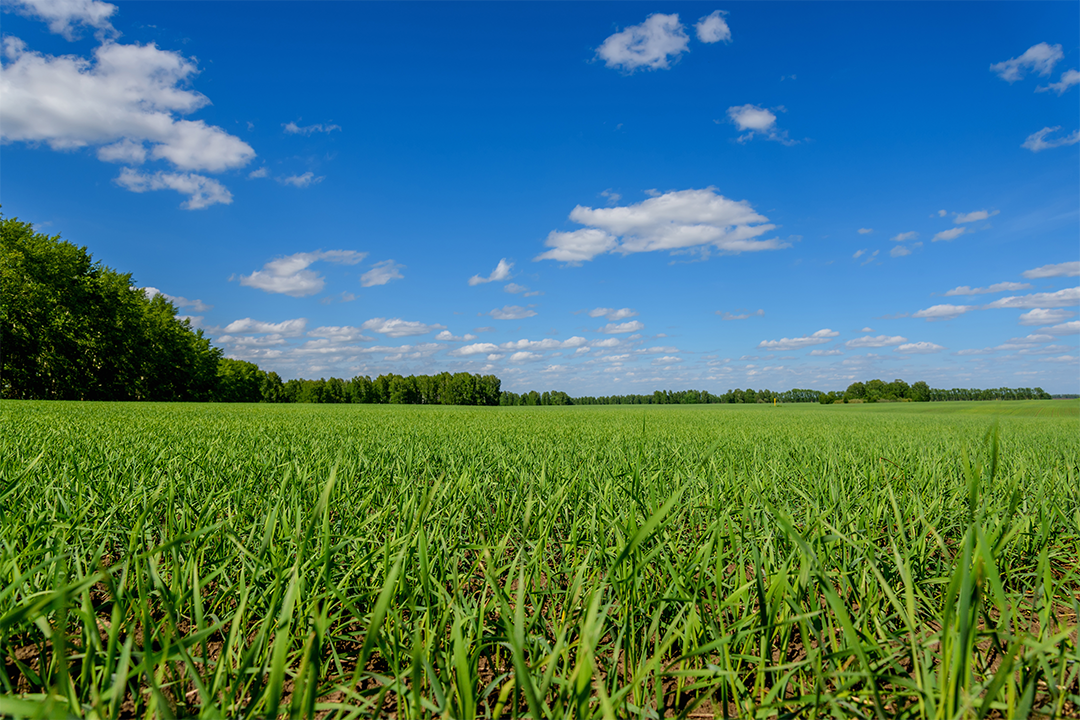 Oat field